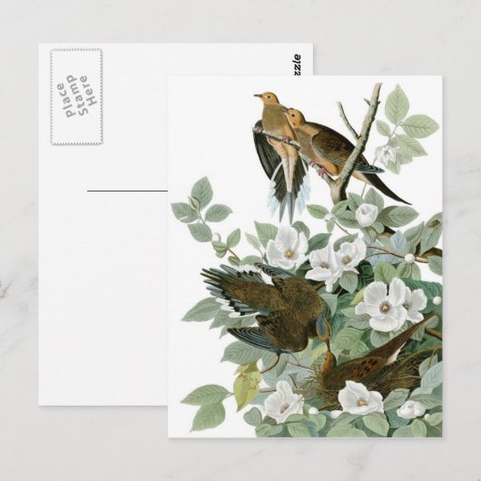 Audubon's rouwduif briefkaart (Voorkant / Achterkant)