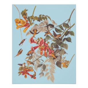 Audubon's Ruby Throated Hummingbird and Flowers Perfect Poster