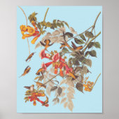 Audubon's Ruby Throated Hummingbird and Flowers Poster (Voorkant)