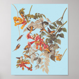 Audubon's Ruby Throated Hummingbird and Flowers Poster