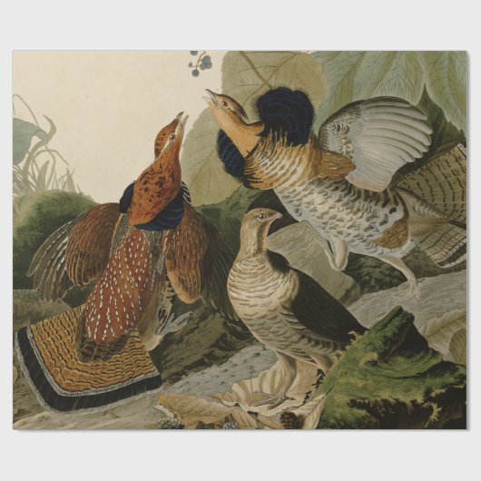 Audubon's schilderen van een trio van Ruffed Grous Cadeaupapier (Vlak)
