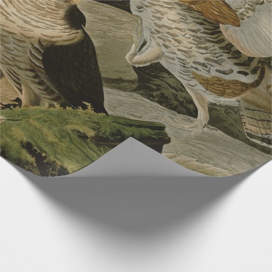Audubon's schilderen van een trio van Ruffed Grous Cadeaupapier (Hoek)
