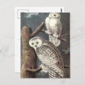 Audubon's Snowy Owl Briefkaart (Voorkant / Achterkant)