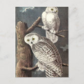 Audubon's Snowy Owl Briefkaart (Voorkant)