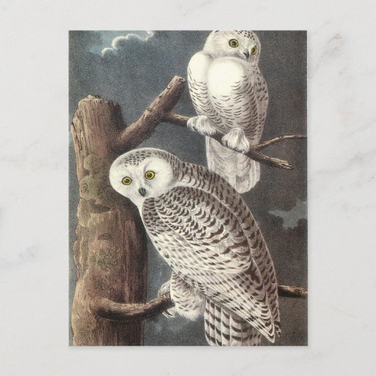 Audubon's Snowy Owl Briefkaart (Voorkant)