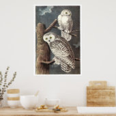 Audubon's Snowy Owl Poster (Keuken)