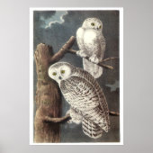 Audubon's Snowy Owl Poster (Voorkant)