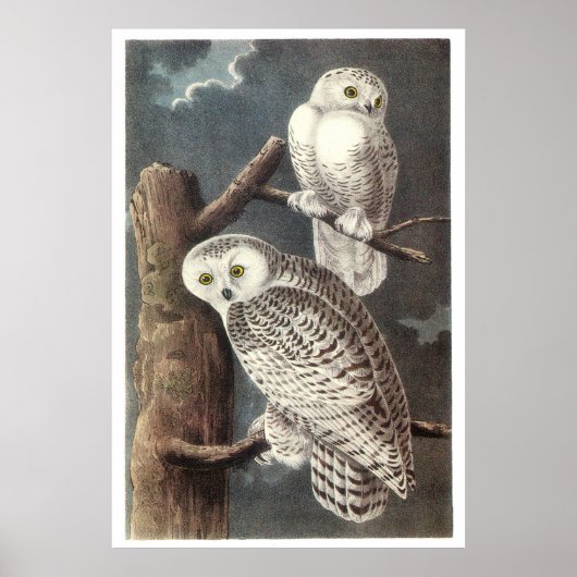 Audubon's Snowy Owl Poster (Voorkant)