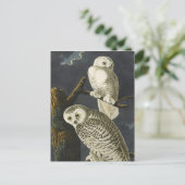 Audubon's Snowy Owls Briefkaart (Staand voorkant)