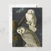 Audubon's Snowy Owls Briefkaart (Voorkant / Achterkant)