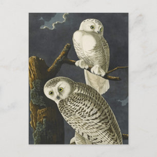 Audubon's Snowy Owls Briefkaart