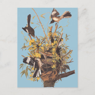 Audubon's spotvogel briefkaart