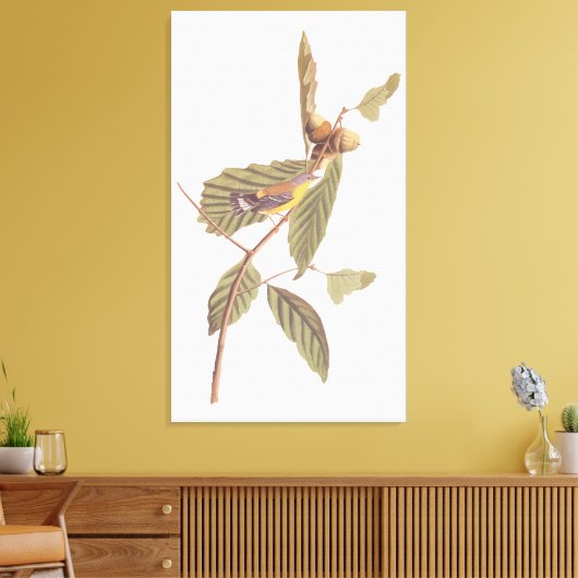 Audubon's Swainson's Warbler op Oak Branch Canvas Afdruk (Insitu (Woonkamer))