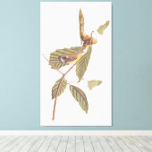 Audubon's Swainson's Warbler op Oak Branch Canvas Afdruk (Insitu (Houten vloer))