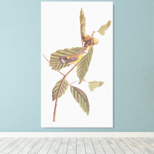 Audubon's Swainson's Warbler op Oak Branch Canvas Afdruk (Insitu (Houten vloer))