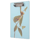 Audubon's Swainson's Warbler op Oak Branch Klembord (Links)