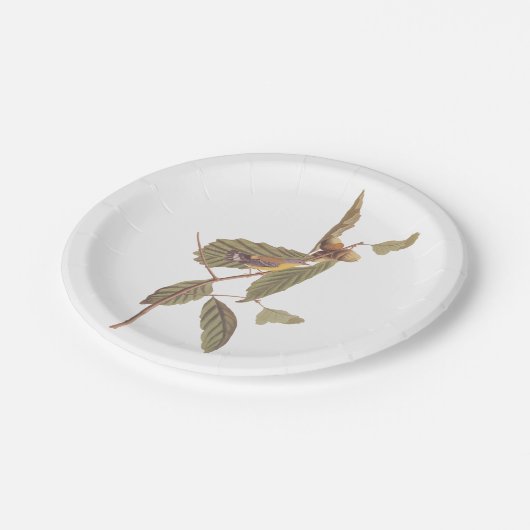 Audubon's Swainson's Warbler op Oak Branch Papieren Bordje (Gekanteld)