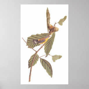 Audubon's Swainson's Warbler op Oak Branch Poster