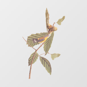 Audubon's Swainson's Warbler op Oak Branch Raamsticker