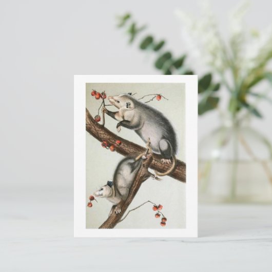 Audubon's tegenposten briefkaart (Staand voorkant)