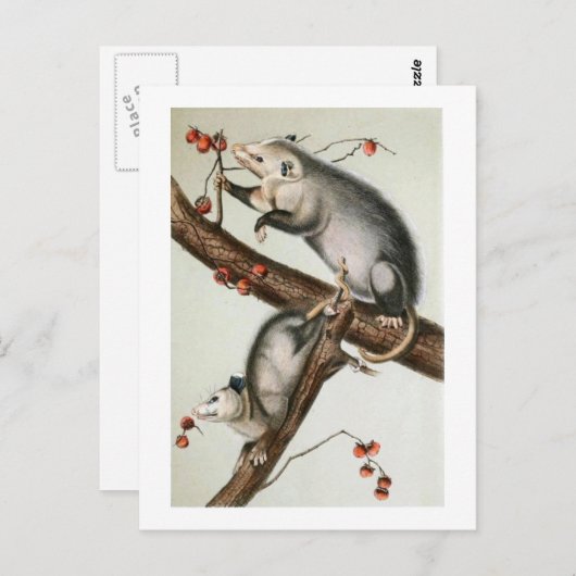 Audubon's tegenposten briefkaart (Voorkant / Achterkant)