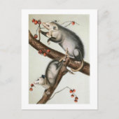 Audubon's tegenposten briefkaart (Voorkant)