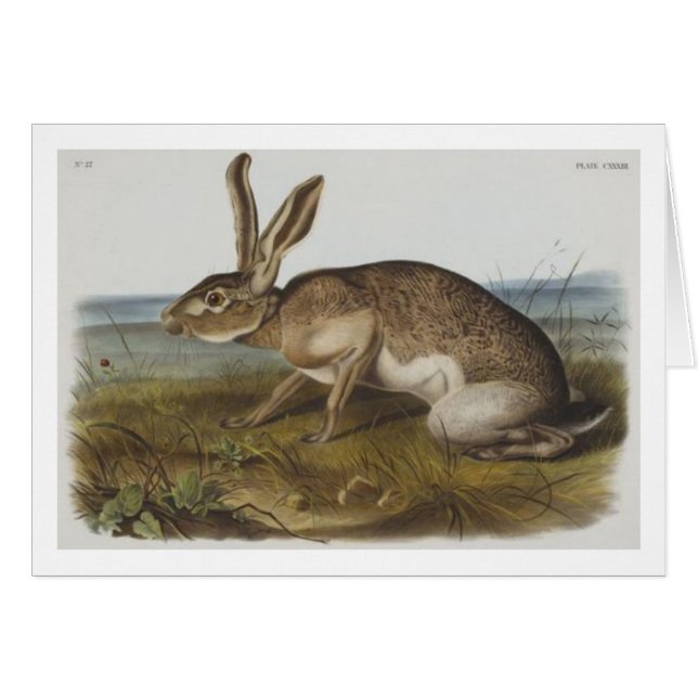 Audubon's textielhare (Voorkant Horizontaal)