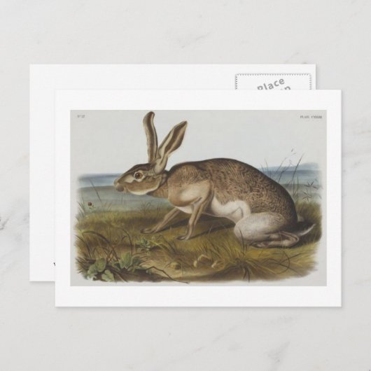 Audubon's textielhare briefkaart (Voorkant / Achterkant)