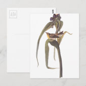 Audubon's Vigor's Video Briefkaart (Voorkant / Achterkant)