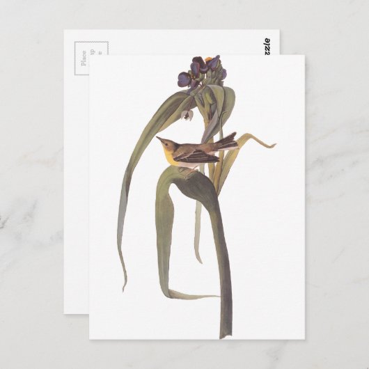 Audubon's Vigor's Video Briefkaart (Voorkant / Achterkant)