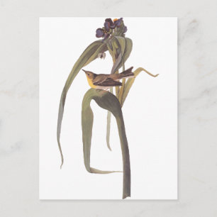 Audubon's Vigor's Video Briefkaart