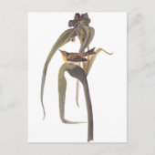 Audubon's Vigor's Video Briefkaart (Voorkant)