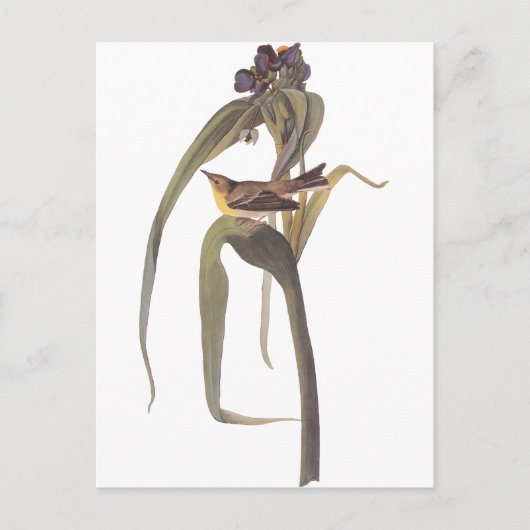 Audubon's Vigor's Video Briefkaart (Voorkant)