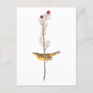 Audubon's warmere vogel op de Rode Vloer Briefkaart