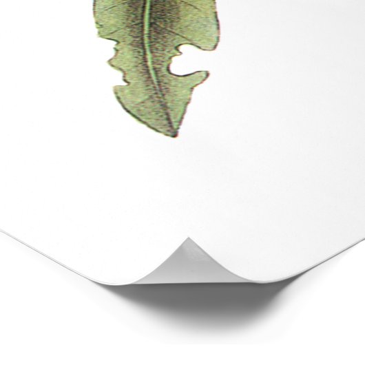 Audubon's Westerne Tanager Poster (Hoek)