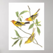 Audubon's Westerne Tanager Poster (Voorkant)