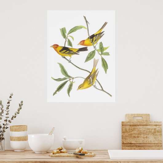 Audubon's Westerne Tanager Poster (Keuken)