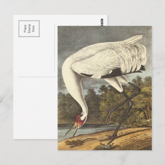 Audubon's Whooping Crane Briefkaart (Voorkant / Achterkant)