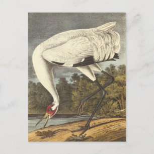 Audubon's Whooping Crane Briefkaart