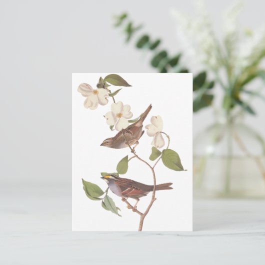 Audubon's Witte Keelmus Briefkaart (Staand voorkant)