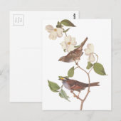 Audubon's Witte Keelmus Briefkaart (Voorkant / Achterkant)