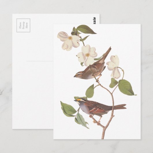 Audubon's Witte Keelmus Briefkaart (Voorkant / Achterkant)