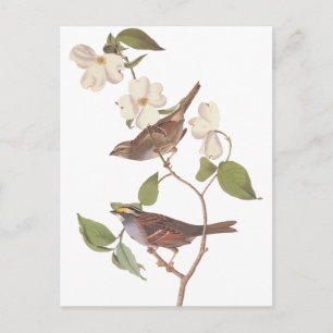Audubon's Witte Keelmus Briefkaart