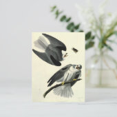 Audubon's witte-staartkite briefkaart (Staand voorkant)