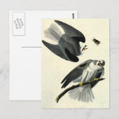 Audubon's witte-staartkite briefkaart (Voorkant / Achterkant)