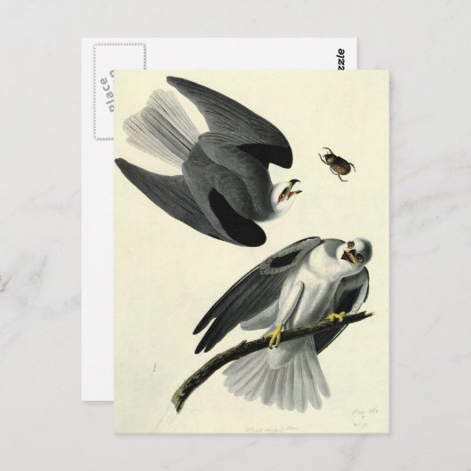 Audubon's witte-staartkite briefkaart (Voorkant / Achterkant)