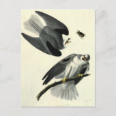 Audubon's witte-staartkite briefkaart (Voorkant)