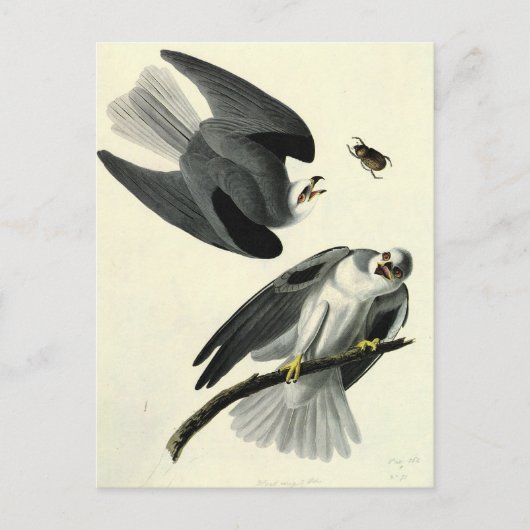Audubon's witte-staartkite briefkaart (Voorkant)