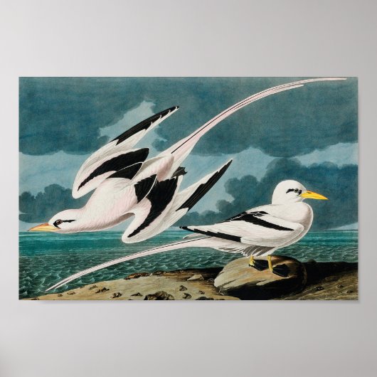 Audubon's witte tropicvogel poster (Voorkant)