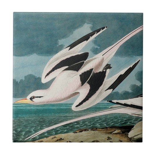 Audubon's witte tropicvogel tegeltje (Voorkant)